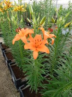 [4011 Brunello No101.JPG]